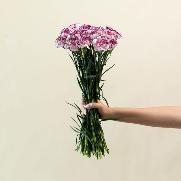Purple Carnation 