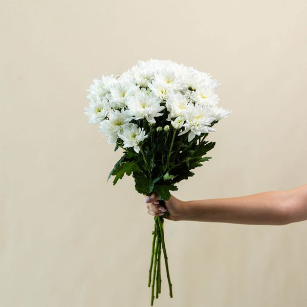 white daisy_thumbnail_0
