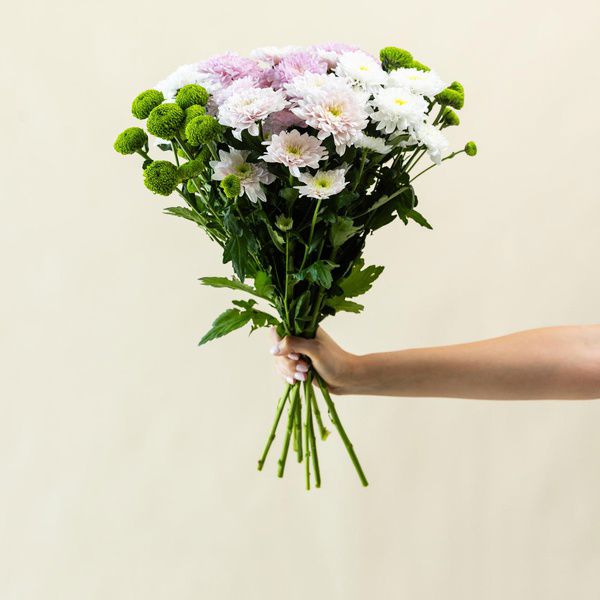 mix daisy 1_thumbnail_0