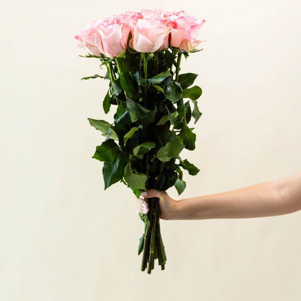 light pink roses