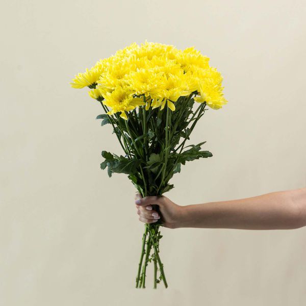 yellow daisy_thumbnail_0